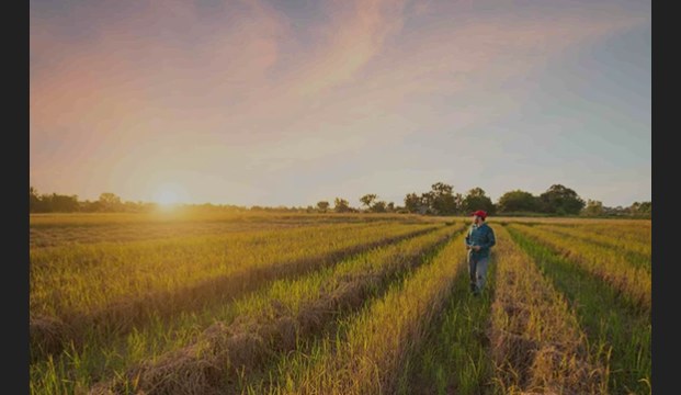 Crop field monitoring