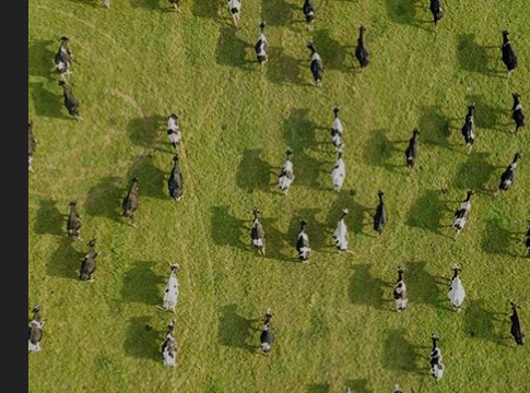 Livestock tracked from the air
